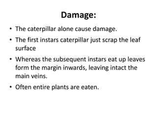 Damage:
• The caterpillar alone cause damage.
• The first instars caterpillar just scrap the leaf
surface
• Whereas the subsequent instars eat up leaves
form the margin inwards, leaving intact the
main veins.
• Often entire plants are eaten.
 