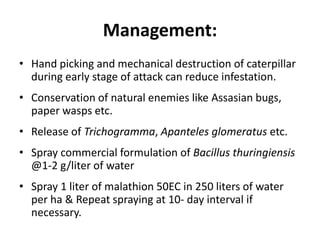 Management:
• Hand picking and mechanical destruction of caterpillar
during early stage of attack can reduce infestation.
• Conservation of natural enemies like Assasian bugs,
paper wasps etc.
• Release of Trichogramma, Apanteles glomeratus etc.
• Spray commercial formulation of Bacillus thuringiensis
@1-2 g/liter of water
• Spray 1 liter of malathion 50EC in 250 liters of water
per ha & Repeat spraying at 10- day interval if
necessary.
 