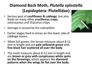 Diamond Back Moth, Plutella xylostella
(Lepidoptera: Plutellidae)
• Serious pest of cauliflower & cabbage, but also
feeds on many other cruciferous crops,
solanaceous and liliaceous crops.
• Damage is caused by the caterpillars
• Earlier stages feed in mines on the lower side of
cabbage leaves.
• When full grown, the larvae measure about 8-12
mm in length and are pale yellowish green with
fine black hair scattered all over the body.
• The moth measure about 8-12 mm in length and
are brown or grey with conspicuous white spots
on the forewings, which appears like diamond
patterns when the wings lie flat over the body.
 