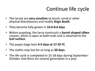 Continue life cycle
• The larvae are very sensitive to touch, wind or other
physical disturbances and readily feign death.
• They become fully grown in 16.6-8.6 days
• Before pupating, the larva constructs a barrel shaped silken
cocoon, which is open at both ends and is attached to the
leaf surface.
• The pupal stage lasts 4-5 days at 17-25 ºC
• The moths may live for as long as 20 days.
• The life cycle is completed in 15-18 days during September-
October and there are several generation in a year.
 