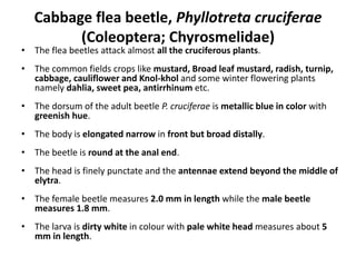 Cabbage flea beetle, Phyllotreta cruciferae
(Coleoptera; Chyrosmelidae)
• The flea beetles attack almost all the cruciferous plants.
• The common fields crops like mustard, Broad leaf mustard, radish, turnip,
cabbage, cauliflower and Knol-khol and some winter flowering plants
namely dahlia, sweet pea, antirrhinum etc.
• The dorsum of the adult beetle P. cruciferae is metallic blue in color with
greenish hue.
• The body is elongated narrow in front but broad distally.
• The beetle is round at the anal end.
• The head is finely punctate and the antennae extend beyond the middle of
elytra.
• The female beetle measures 2.0 mm in length while the male beetle
measures 1.8 mm.
• The larva is dirty white in colour with pale white head measures about 5
mm in length.
 