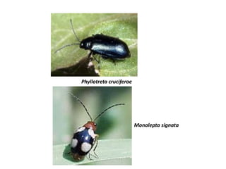 Phyllotreta cruciferae
Monalepta signata
 