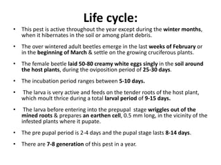 Life cycle:
• This pest is active throughout the year except during the winter months,
when it hibernates in the soil or among plant debris.
• The over wintered adult beetles emerge in the last weeks of February or
in the beginning of March & settle on the growing cruciferous plants.
• The female beetle laid 50-80 creamy white eggs singly in the soil around
the host plants, during the oviposition period of 25-30 days.
• The incubation period ranges between 5-10 days.
• The larva is very active and feeds on the tender roots of the host plant,
which moult thrice during a total larval period of 9-15 days.
• The larva before entering into the prepupal stage wriggles out of the
mined roots & prepares an earthen cell, 0.5 mm long, in the vicinity of the
infested plants where it pupate.
• The pre pupal period is 2-4 days and the pupal stage lasts 8-14 days.
• There are 7-8 generation of this pest in a year.
 