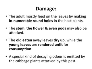Damage:
• The adult mostly feed on the leaves by making
in-numerable round holes in the host plants.
• The stem, the flower & even pods may also be
attacked.
• The old eaten away leaves dry up, while the
young leaves are rendered unfit for
consumption.
• A special kind of decaying odour is emitted by
the cabbage plants attacked by this pest.
 