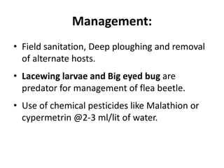 Management:
• Field sanitation, Deep ploughing and removal
of alternate hosts.
• Lacewing larvae and Big eyed bug are
predator for management of flea beetle.
• Use of chemical pesticides like Malathion or
cypermetrin @2-3 ml/lit of water.
 