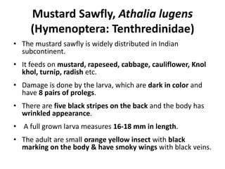 Mustard Sawfly, Athalia lugens
(Hymenoptera: Tenthredinidae)
• The mustard sawfly is widely distributed in Indian
subcontinent.
• It feeds on mustard, rapeseed, cabbage, cauliflower, Knol
khol, turnip, radish etc.
• Damage is done by the larva, which are dark in color and
have 8 pairs of prolegs.
• There are five black stripes on the back and the body has
wrinkled appearance.
• A full grown larva measures 16-18 mm in length.
• The adult are small orange yellow insect with black
marking on the body & have smoky wings with black veins.
 