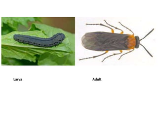 Larva Adult
 
