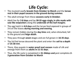 Life Cycle:
• The mustard sawfly breeds from October to March and the larvae
rest in their pupal cocoons in the ground during summer.
• The adult emerge from these cocoons early in October.
• Adult live for 2-8 days and lay 30-35 eggs singly, in slits made with
saw like ovipositors along the underside of the leaf margins.
• The egg hatch in 4-8 days and the larvae feed exposed in groups of
3-6 on the leaves during morning and evening.
• They remain hidden during the day time and, when disturbed, fall
to the ground and feign death.
• They pass through seven stages and are full grown in 16-35 days.
• The full fed larvae descend the plant and enter the soil to a depth
of 25-30 mm.
• There, they pupate in water proof oval cocoon made of silk and
emerge from them as adults in 11-31 days.
• Thus, the life cycle is completed in 31-34days and pest completes 2-
3 generation from October to March
 
