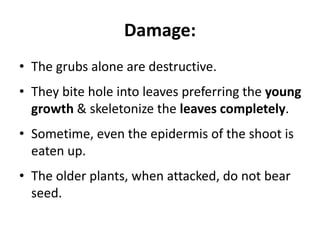 Damage:
• The grubs alone are destructive.
• They bite hole into leaves preferring the young
growth & skeletonize the leaves completely.
• Sometime, even the epidermis of the shoot is
eaten up.
• The older plants, when attacked, do not bear
seed.
 