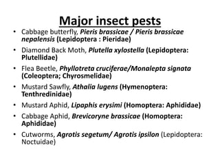 Major insect pests
• Cabbage butterfly, Pieris brassicae / Pieris brassicae
nepalensis (Lepidoptera : Pieridae)
• Diamond Back Moth, Plutella xylostella (Lepidoptera:
Plutellidae)
• Flea Beetle, Phyllotreta cruciferae/Monalepta signata
(Coleoptera; Chyrosmelidae)
• Mustard Sawfly, Athalia lugens (Hymenoptera:
Tenthredinidae)
• Mustard Aphid, Lipaphis erysimi (Homoptera: Aphididae)
• Cabbage Aphid, Brevicoryne brassicae (Homoptera:
Aphididae)
• Cutworms, Agrotis segetum/ Agrotis ipsilon (Lepidoptera:
Noctuidae)
 