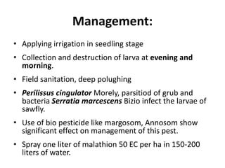 Management:
• Applying irrigation in seedling stage
• Collection and destruction of larva at evening and
morning.
• Field sanitation, deep polughing
• Perilissus cingulator Morely, parsitiod of grub and
bacteria Serratia marcescens Bizio infect the larvae of
sawfly.
• Use of bio pesticide like margosom, Annosom show
significant effect on management of this pest.
• Spray one liter of malathion 50 EC per ha in 150-200
liters of water.
 