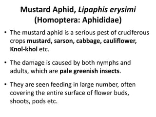Mustard Aphid, Lipaphis erysimi
(Homoptera: Aphididae)
• The mustard aphid is a serious pest of cruciferous
crops mustard, sarson, cabbage, cauliflower,
Knol-khol etc.
• The damage is caused by both nymphs and
adults, which are pale greenish insects.
• They are seen feeding in large number, often
covering the entire surface of flower buds,
shoots, pods etc.
 