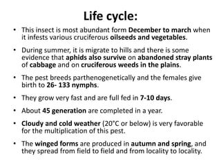 Life cycle:
• This insect is most abundant form December to march when
it infests various cruciferous oilseeds and vegetables.
• During summer, it is migrate to hills and there is some
evidence that aphids also survive on abandoned stray plants
of cabbage and on cruciferous weeds in the plains.
• The pest breeds parthenogenetically and the females give
birth to 26- 133 nymphs.
• They grow very fast and are full fed in 7-10 days.
• About 45 generation are completed in a year.
• Cloudy and cold weather (20°C or below) is very favorable
for the multiplication of this pest.
• The winged forms are produced in autumn and spring, and
they spread from field to field and from locality to locality.
 