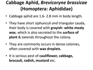 Cabbage Aphid, Brevicoryne brassicae
(Homoptera: Aphididae)
• Cabbage aphid are 1.6- 2.8 mm in body length.
• They have short siphunculi and triangular cauda,
their body is covered with grayish- white mealy
wax, which is also secreted to the surface of
plant & extends throughout the colony.
• They are commonly occurs in dense colonies,
often covered with wax droplets.
• It is serious pest of cauliflower, cabbage,
brocauli, radish, mustard etc.
 