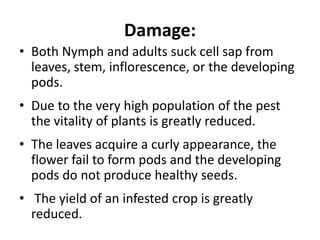 Damage:
• Both Nymph and adults suck cell sap from
leaves, stem, inflorescence, or the developing
pods.
• Due to the very high population of the pest
the vitality of plants is greatly reduced.
• The leaves acquire a curly appearance, the
flower fail to form pods and the developing
pods do not produce healthy seeds.
• The yield of an infested crop is greatly
reduced.
 