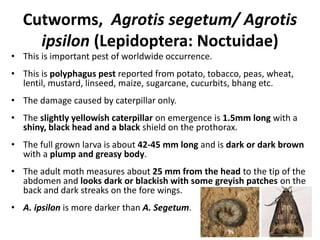 Cutworms, Agrotis segetum/ Agrotis
ipsilon (Lepidoptera: Noctuidae)
• This is important pest of worldwide occurrence.
• This is polyphagus pest reported from potato, tobacco, peas, wheat,
lentil, mustard, linseed, maize, sugarcane, cucurbits, bhang etc.
• The damage caused by caterpillar only.
• The slightly yellowish caterpillar on emergence is 1.5mm long with a
shiny, black head and a black shield on the prothorax.
• The full grown larva is about 42-45 mm long and is dark or dark brown
with a plump and greasy body.
• The adult moth measures about 25 mm from the head to the tip of the
abdomen and looks dark or blackish with some greyish patches on the
back and dark streaks on the fore wings.
• A. ipsilon is more darker than A. Segetum.
 