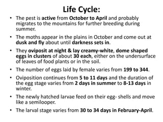 Life Cycle:
• The pest is active from October to April and probably
migrates to the mountains for further breeding during
summer.
• The moths appear in the plains in October and come out at
dusk and fly about until darkness sets in.
• They oviposit at night & lay creamy-white, dome shaped
eggs in clusters of about 30 each, either on the undersurface
of leaves of food plants or in the soil.
• The number of eggs laid by female varies from 199 to 344.
• Oviposition continues from 5 to 11 days and the duration of
the egg stage varies from 2 days in summer to 8-13 days in
winter.
• The newly hatched larvae feed on their egg- shells and move
like a semilooper.
• The larval stage varies from 30 to 34 days in February-April.
 