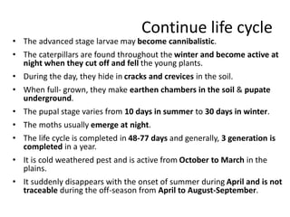 Continue life cycle
• The advanced stage larvae may become cannibalistic.
• The caterpillars are found throughout the winter and become active at
night when they cut off and fell the young plants.
• During the day, they hide in cracks and crevices in the soil.
• When full- grown, they make earthen chambers in the soil & pupate
underground.
• The pupal stage varies from 10 days in summer to 30 days in winter.
• The moths usually emerge at night.
• The life cycle is completed in 48-77 days and generally, 3 generation is
completed in a year.
• It is cold weathered pest and is active from October to March in the
plains.
• It suddenly disappears with the onset of summer during April and is not
traceable during the off-season from April to August-September.
 