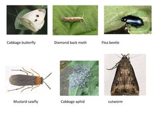 Cabbage butterfly Diamond back moth Flea beetle
Mustard sawfly Cabbage aphid cutworm
 