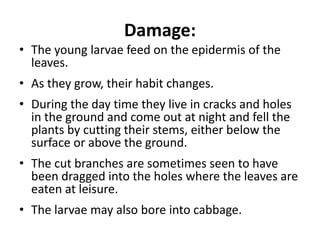 Damage:
• The young larvae feed on the epidermis of the
leaves.
• As they grow, their habit changes.
• During the day time they live in cracks and holes
in the ground and come out at night and fell the
plants by cutting their stems, either below the
surface or above the ground.
• The cut branches are sometimes seen to have
been dragged into the holes where the leaves are
eaten at leisure.
• The larvae may also bore into cabbage.
 