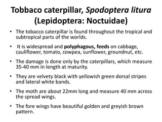 Tobbaco caterpillar, Spodoptera litura
(Lepidoptera: Noctuidae)
• The tobacco caterpillar is found throughout the tropical and
subtropical parts of the worlds.
• It is widespread and polyphagous, feeds on cabbage,
cauliflower, tomato, cowpea, sunflower, groundnut, etc.
• The damage is done only by the caterpillars, which measure
35-40 mm in length at maturity.
• They are velvety black with yellowish green dorsal stripes
and lateral white bands.
• The moth are about 22mm long and measure 40 mm across
the spread wings.
• The fore wings have beautiful golden and greyish brown
pattern.
 