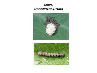 LARVA
SPODOPTERA LITURA
 