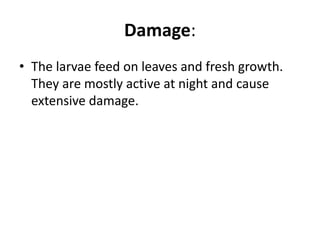 Damage:
• The larvae feed on leaves and fresh growth.
They are mostly active at night and cause
extensive damage.
 