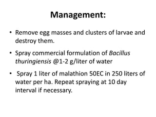 Management:
• Remove egg masses and clusters of larvae and
destroy them.
• Spray commercial formulation of Bacillus
thuringiensis @1-2 g/liter of water
• Spray 1 liter of malathion 50EC in 250 liters of
water per ha. Repeat spraying at 10 day
interval if necessary.
 