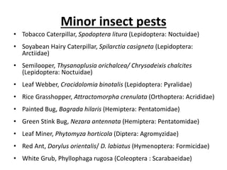 Minor insect pests
• Tobacco Caterpillar, Spodoptera litura (Lepidoptera: Noctuidae)
• Soyabean Hairy Caterpillar, Spilarctia casigneta (Lepidoptera:
Arctiidae)
• Semilooper, Thysanoplusia orichalcea/ Chrysodeixis chalcites
(Lepidoptera: Noctuidae)
• Leaf Webber, Crocidolomia binotalis (Lepidoptera: Pyralidae)
• Rice Grasshopper, Attractomorpha crenulata (Orthoptera: Acrididae)
• Painted Bug, Bagrada hilaris (Hemiptera: Pentatomidae)
• Green Stink Bug, Nezara antennata (Hemiptera: Pentatomidae)
• Leaf Miner, Phytomyza horticola (Diptera: Agromyzidae)
• Red Ant, Dorylus orientalis/ D. labiatus (Hymenoptera: Formicidae)
• White Grub, Phyllophaga rugosa (Coleoptera : Scarabaeidae)
 