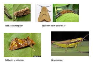 Tobbaco caterpillar Soybean hairy caterpillar
Cabbage semilooper Grasshopper
 