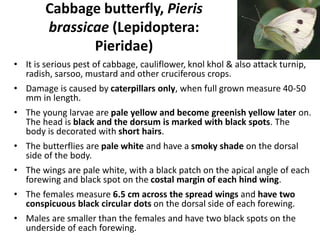 Cabbage butterfly, Pieris
brassicae (Lepidoptera:
Pieridae)
• It is serious pest of cabbage, cauliflower, knol khol & also attack turnip,
radish, sarsoo, mustard and other cruciferous crops.
• Damage is caused by caterpillars only, when full grown measure 40-50
mm in length.
• The young larvae are pale yellow and become greenish yellow later on.
The head is black and the dorsum is marked with black spots. The
body is decorated with short hairs.
• The butterflies are pale white and have a smoky shade on the dorsal
side of the body.
• The wings are pale white, with a black patch on the apical angle of each
forewing and black spot on the costal margin of each hind wing.
• The females measure 6.5 cm across the spread wings and have two
conspicuous black circular dots on the dorsal side of each forewing.
• Males are smaller than the females and have two black spots on the
underside of each forewing.
 