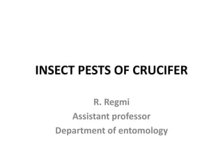 INSECT PESTS OF CRUCIFER
R. Regmi
Assistant professor
Department of entomology
 