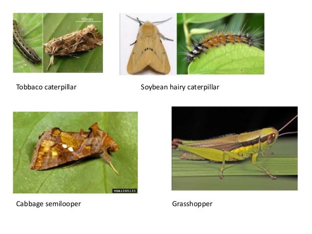 grub life cycle