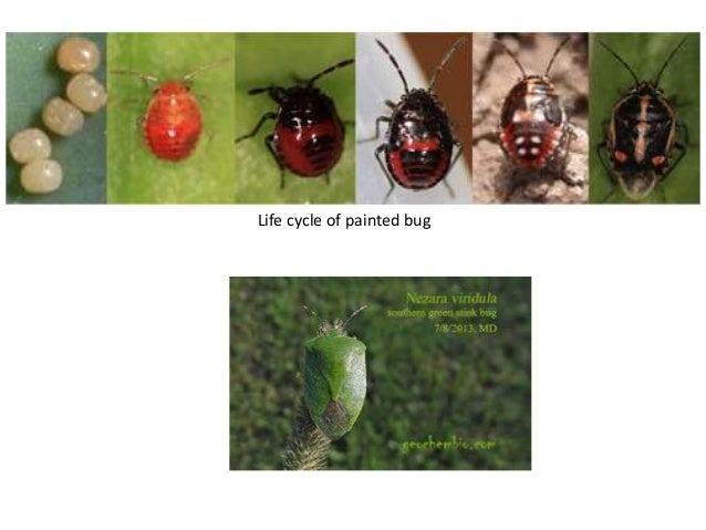 Insect pest or crucifers