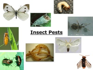 Insect Pests
 
