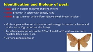 Morling Insect Insect pests of amaranthus and moringa | PPTX