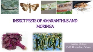 INSECT PESTS OF AMARANTHUS AND
MORINGA
Akshay Chittora
Ph.D. Horticulture Scholar
 