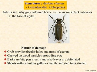 Insect pests of apple | PDF