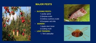 Insect pests of apple | PPTX