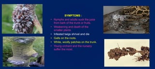 Insect pests of apple | PPTX