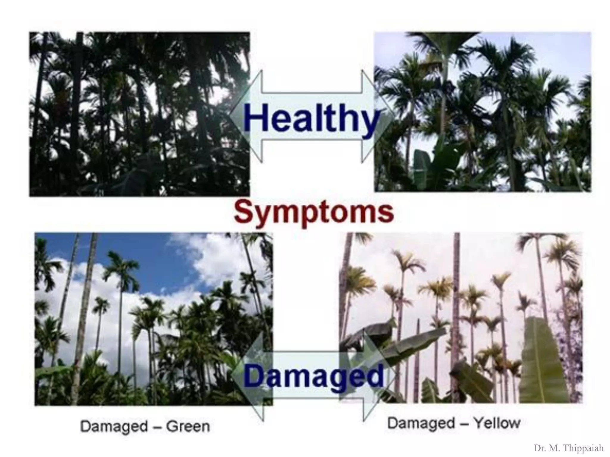 Insect pests of Arecanut | PDF