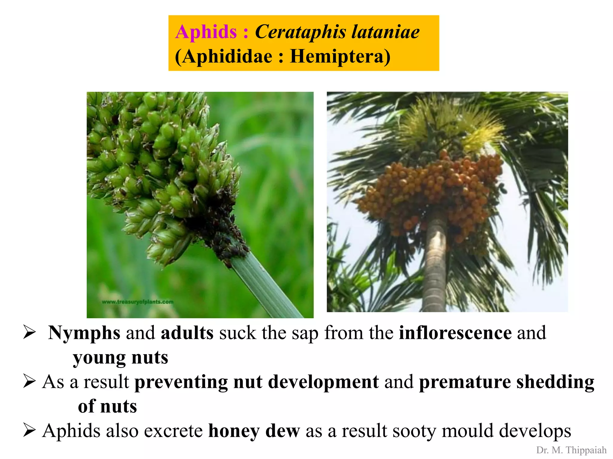 Insect pests of Arecanut | PDF