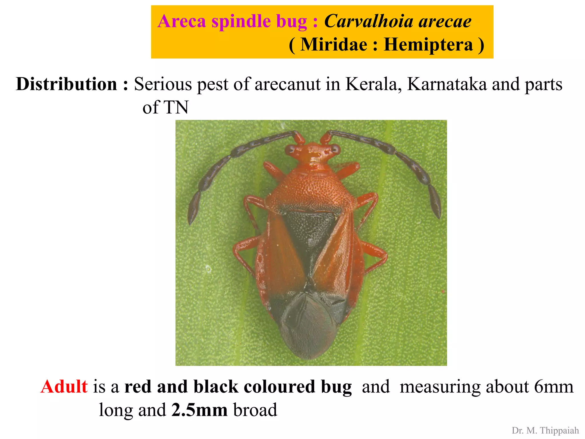 Insect pests of Arecanut | PDF
