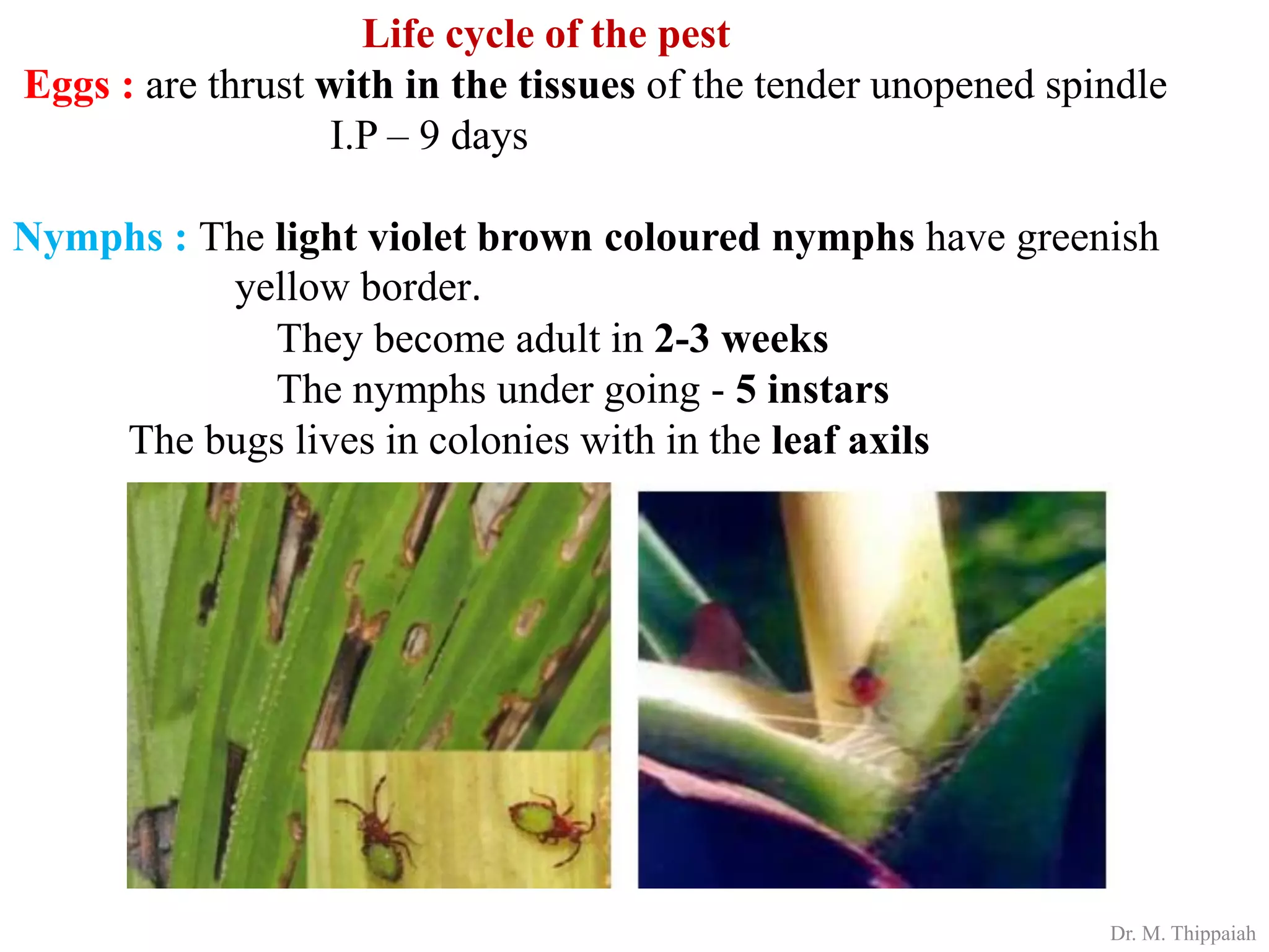 Insect pests of Arecanut | PDF