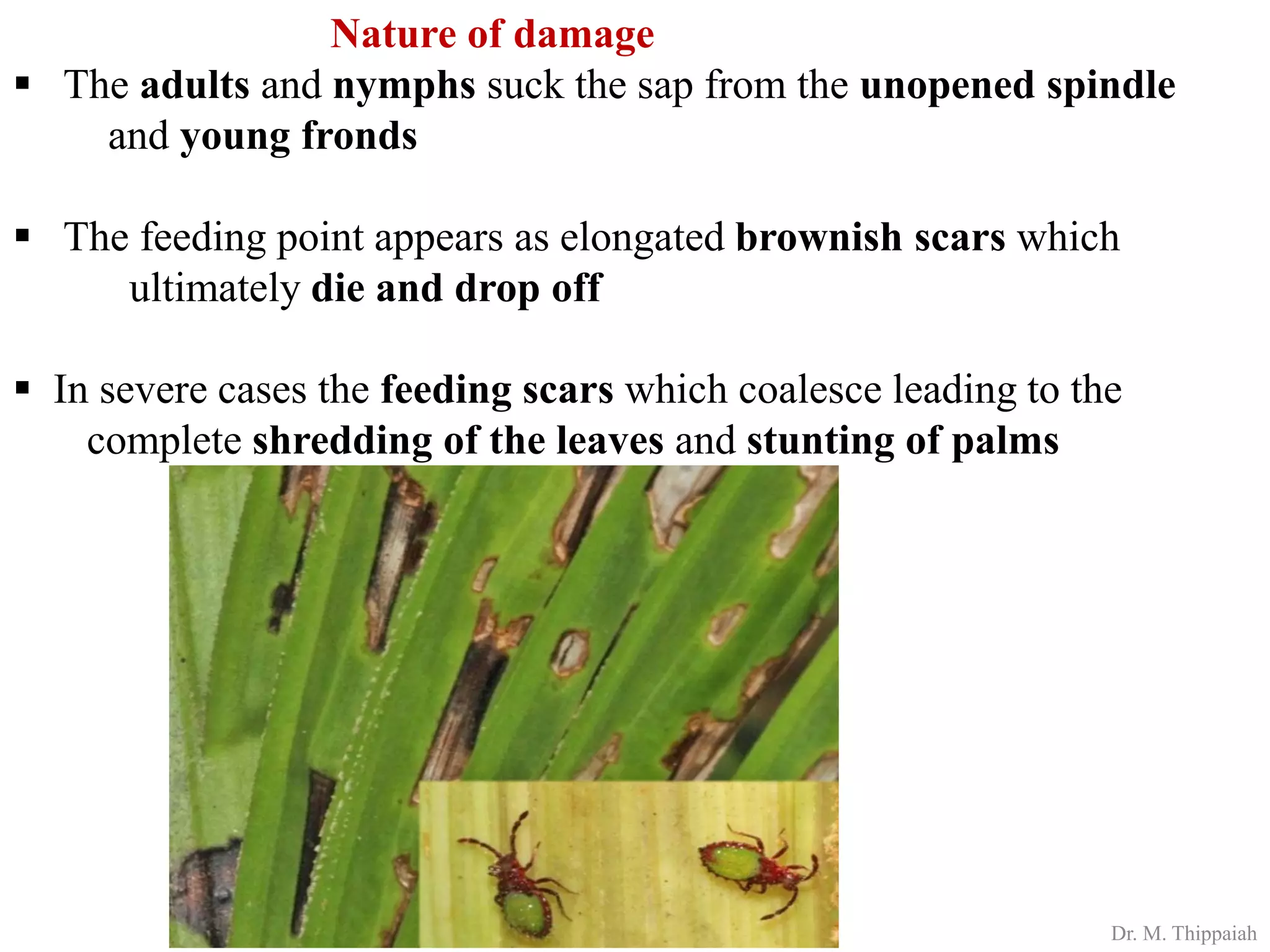 Insect pests of Arecanut | PDF