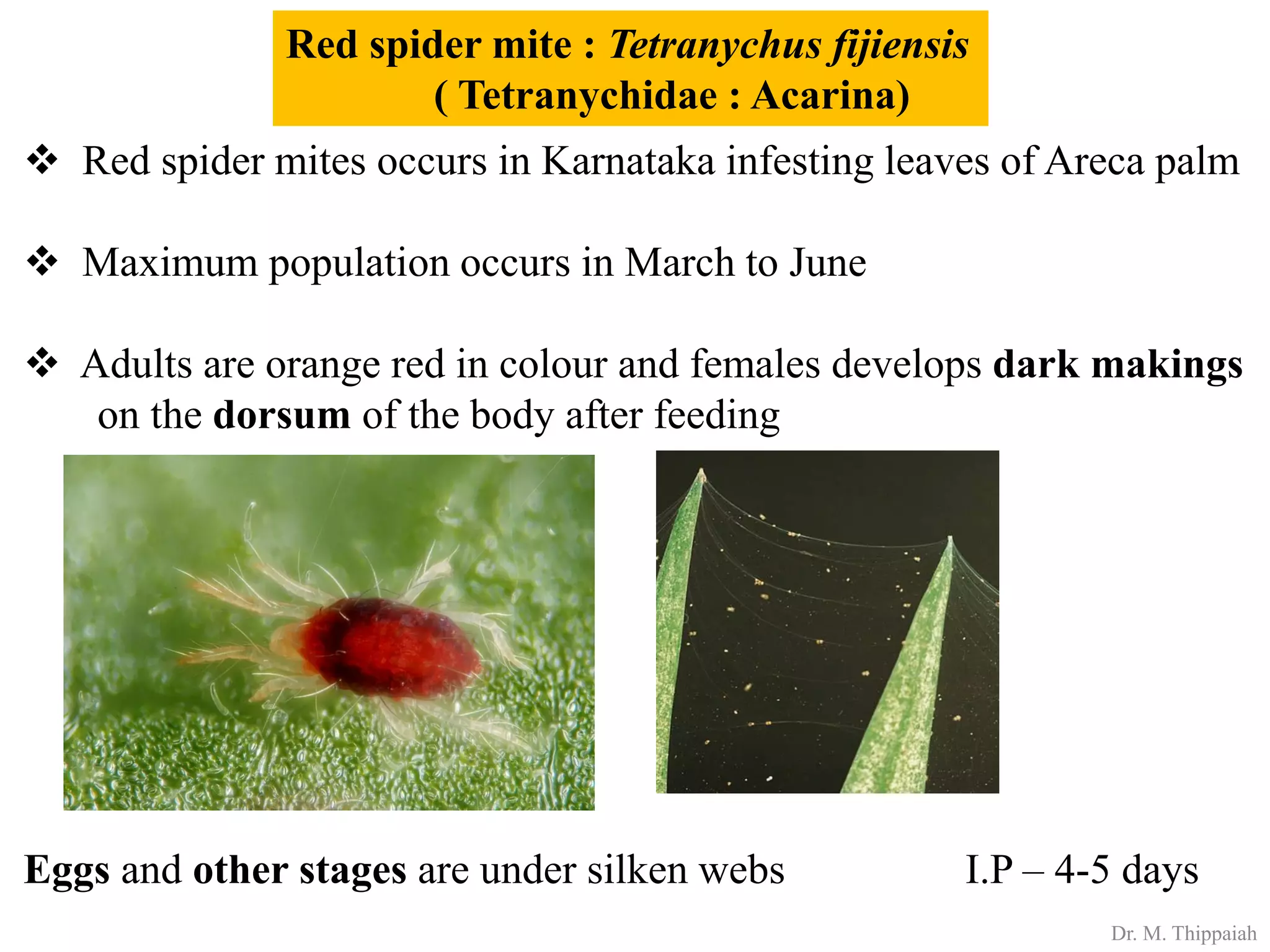 Insect pests of Arecanut | PDF