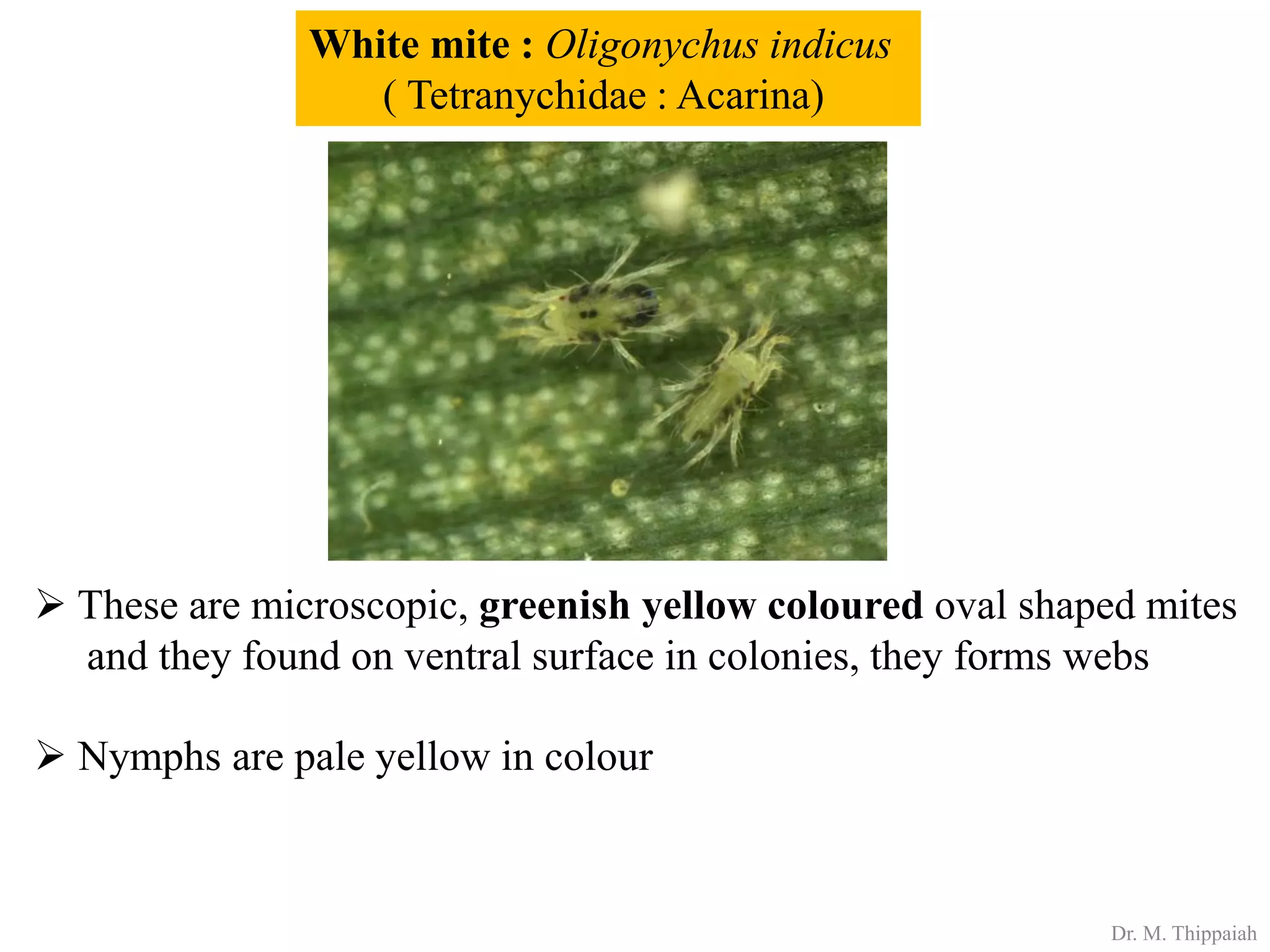 Insect pests of Arecanut | PDF
