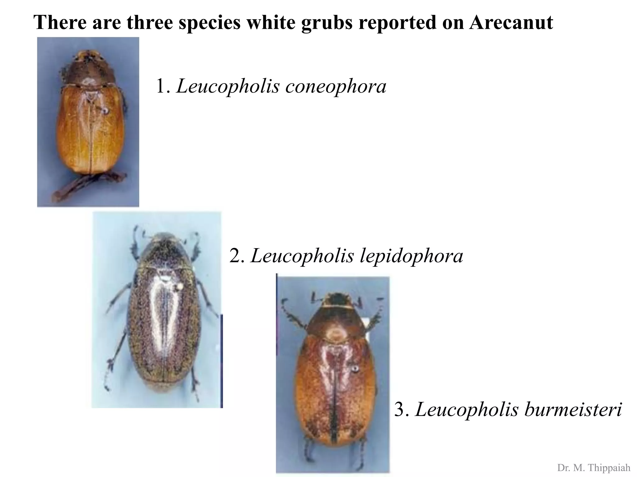Insect pests of Arecanut | PDF