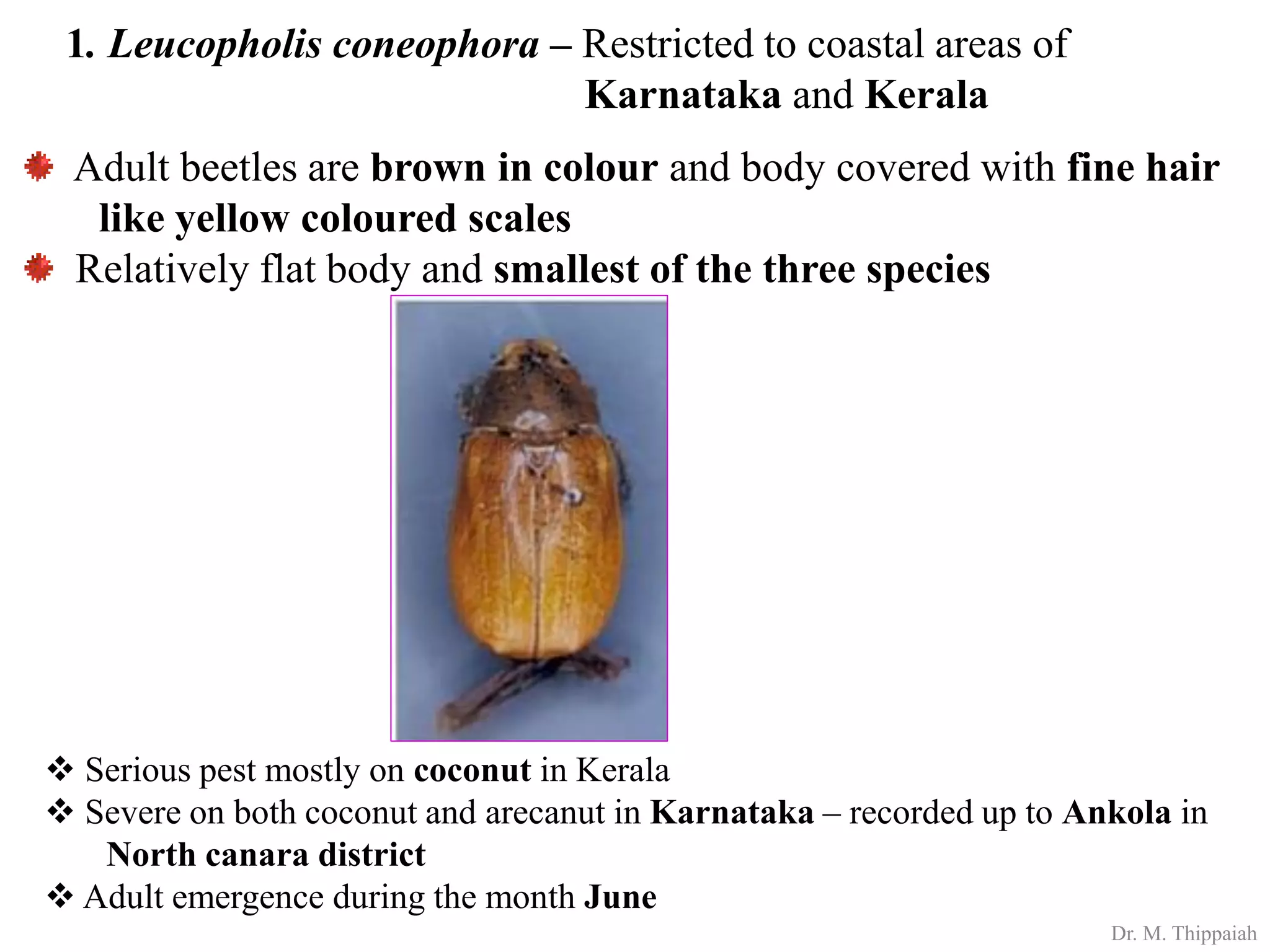 Insect pests of Arecanut | PDF