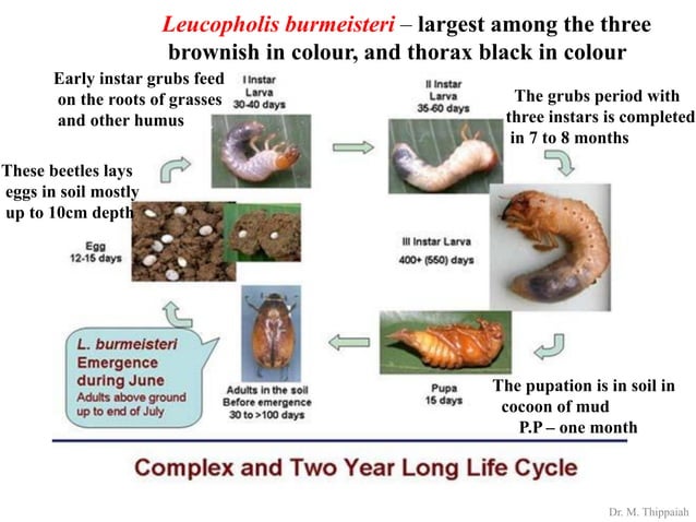 Insect pests of Arecanut | PDF
